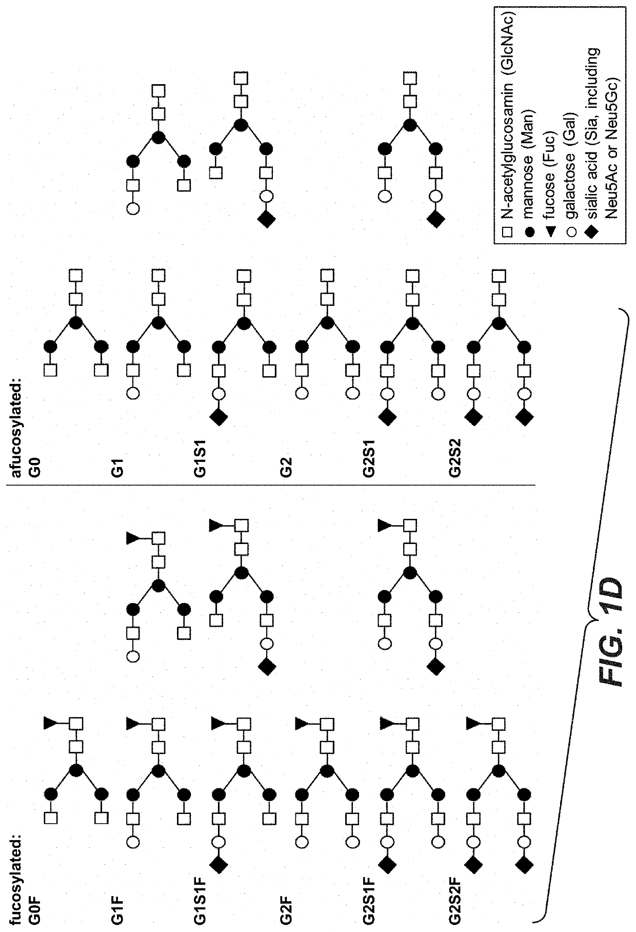 Galactoengineered immunoglobulin 1 antibodies