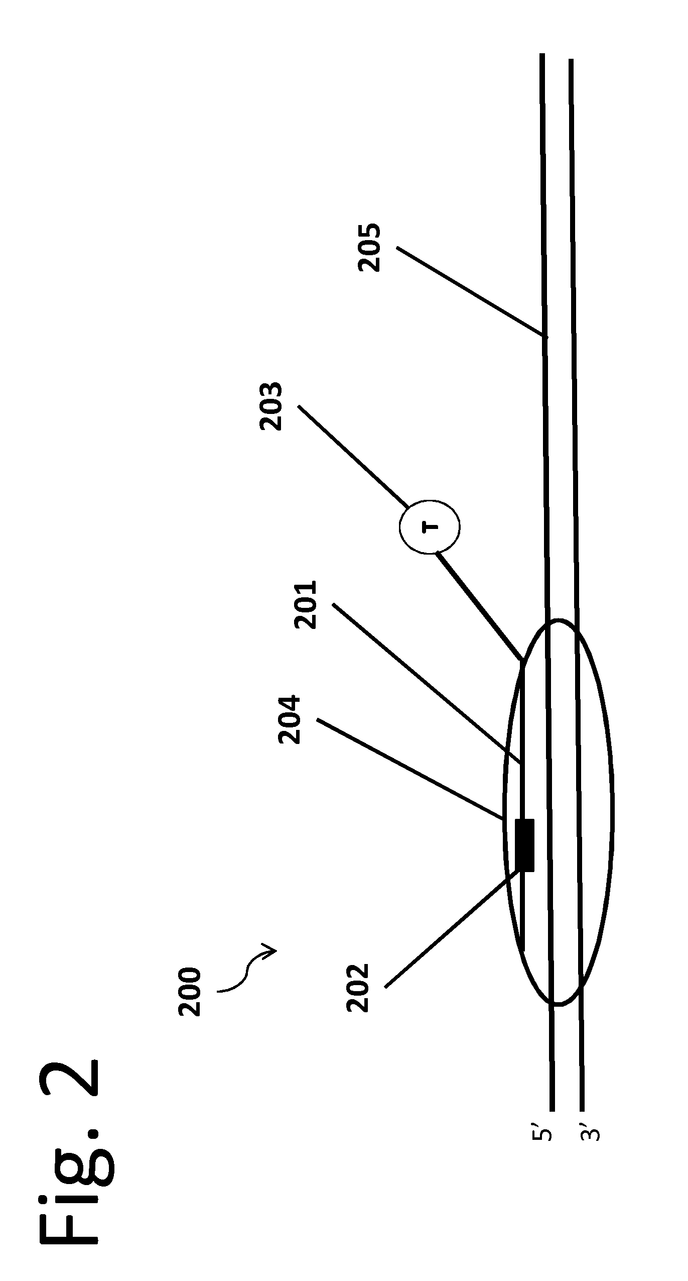 Method, composition, and reagent kit for targeted genomic enrichment