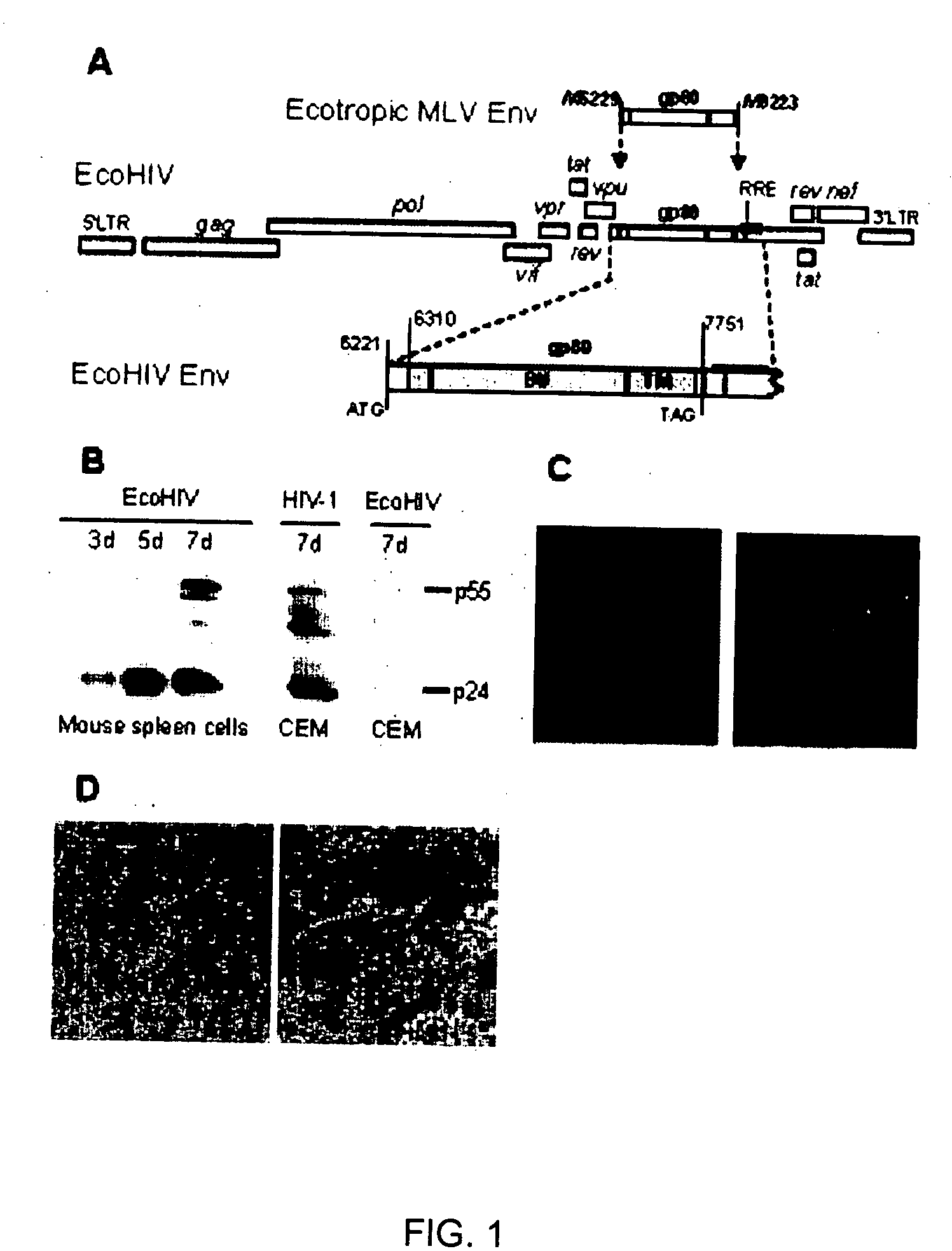 Development of a murine model of HIV-1 infection on the basis of construction of EcoHIV, a chimeric, molecular clone of human immunodeficiency virus type 1 and ecotropic moloney murine leukemia virus competent to infect murine cells and mice