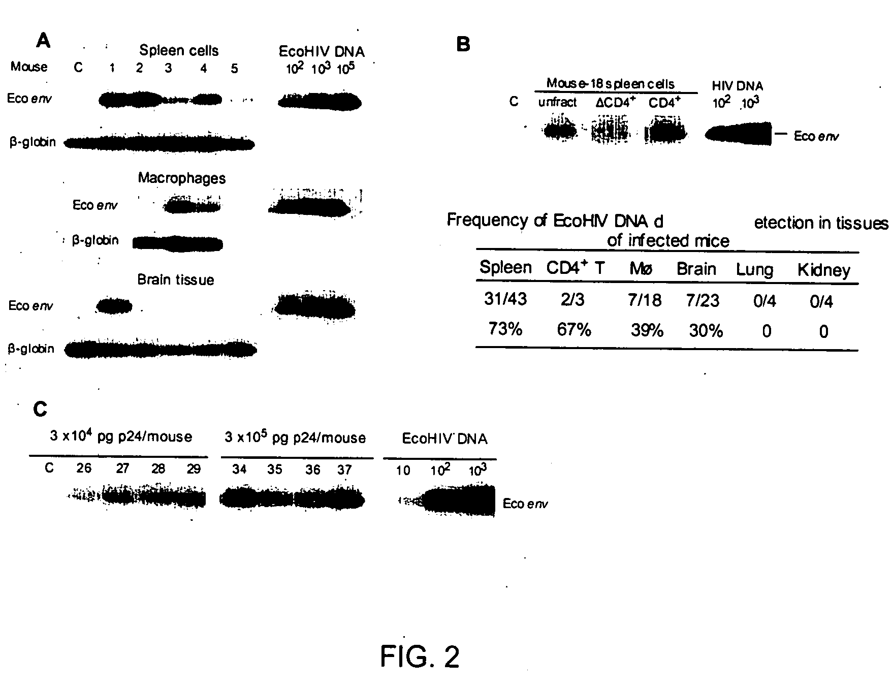 Development of a murine model of HIV-1 infection on the basis of construction of EcoHIV, a chimeric, molecular clone of human immunodeficiency virus type 1 and ecotropic moloney murine leukemia virus competent to infect murine cells and mice