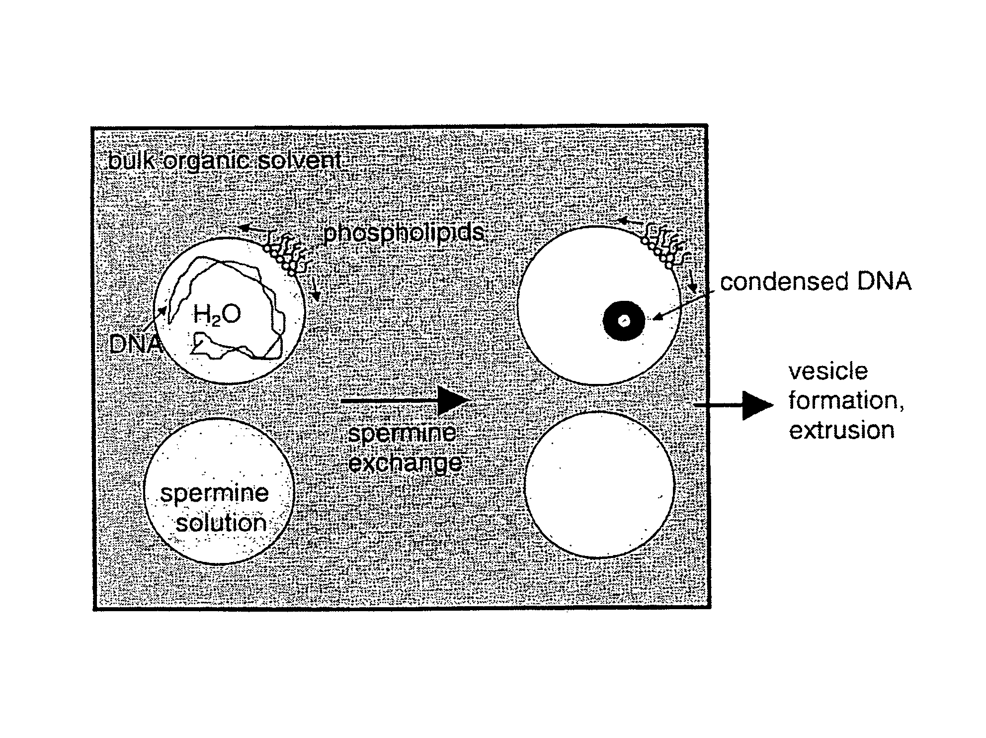 Encapsulation of bioactive complexes in liposomes