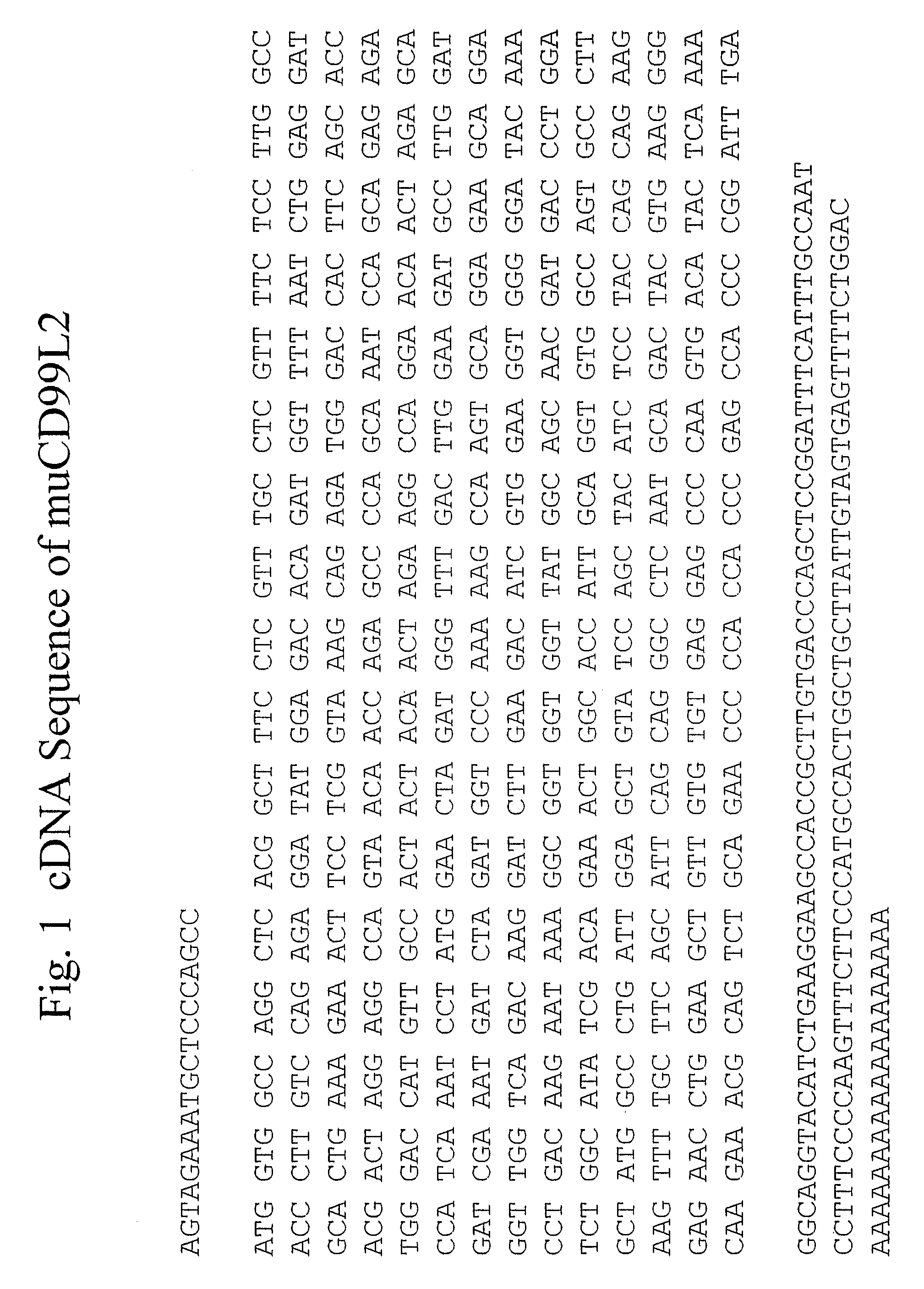 Methods of inhibiting transendothelial migration of neutrophils and monocytes with anti-CD99L2 antibodies