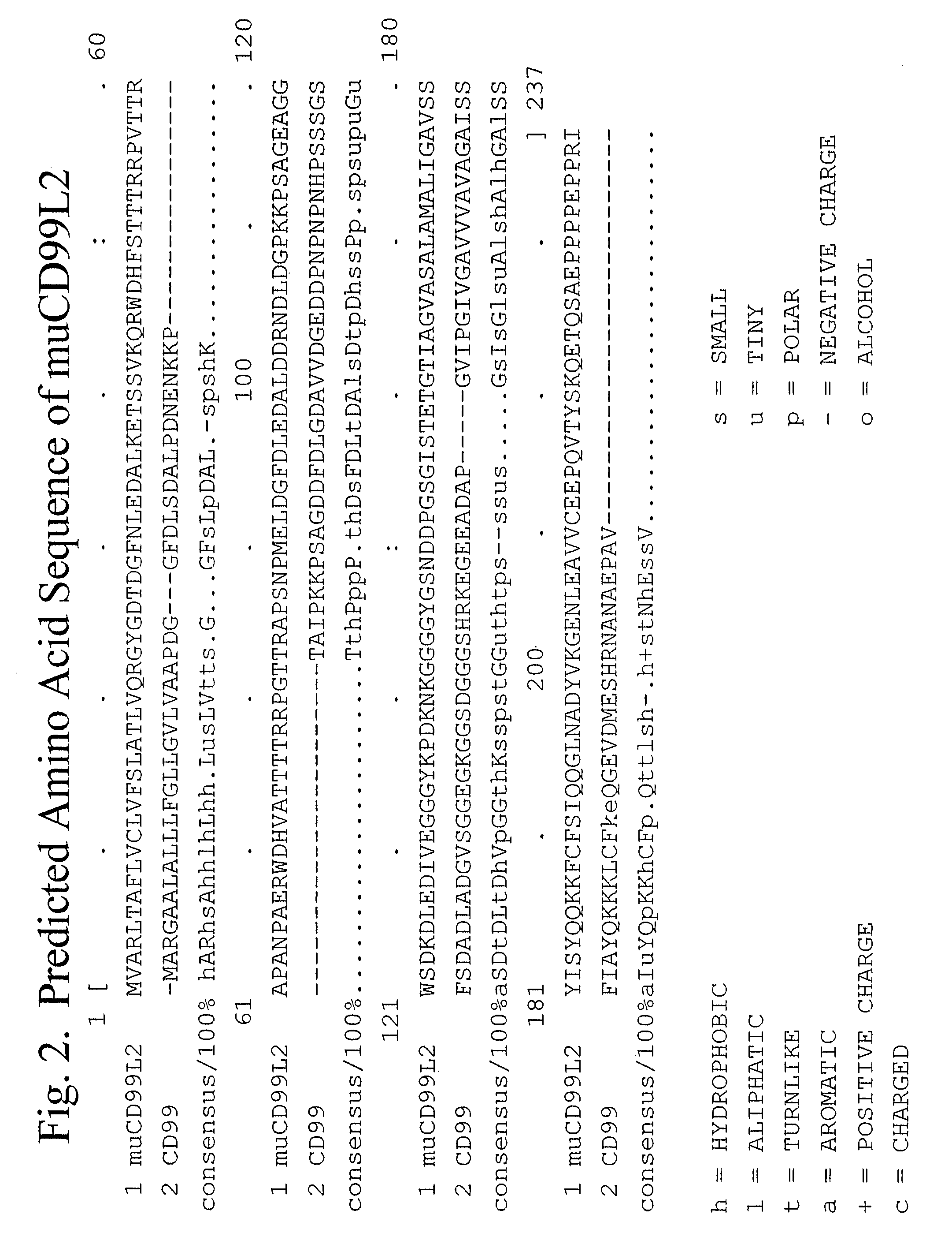 Methods of inhibiting transendothelial migration of neutrophils and monocytes with anti-CD99L2 antibodies