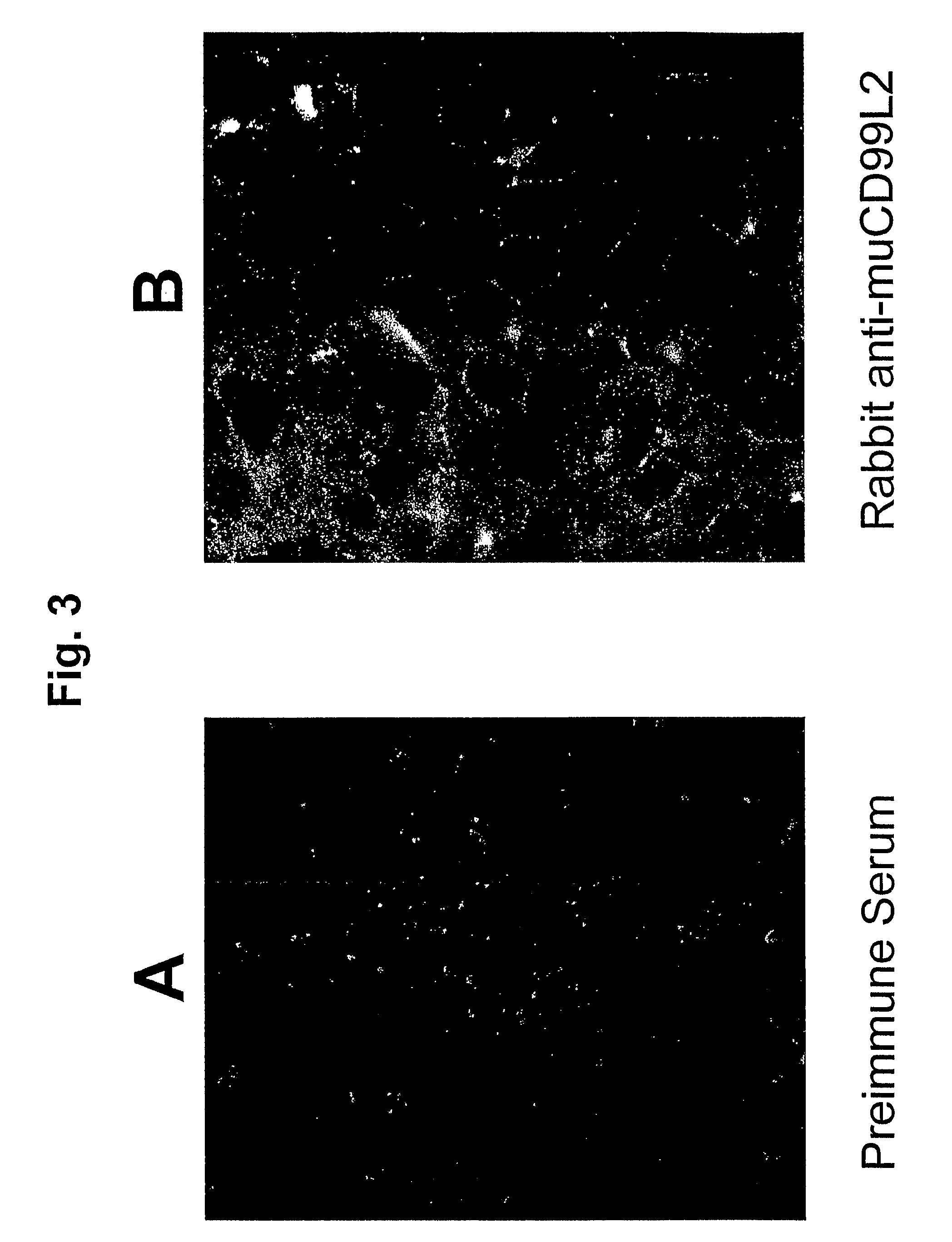 Methods of inhibiting transendothelial migration of neutrophils and monocytes with anti-CD99L2 antibodies