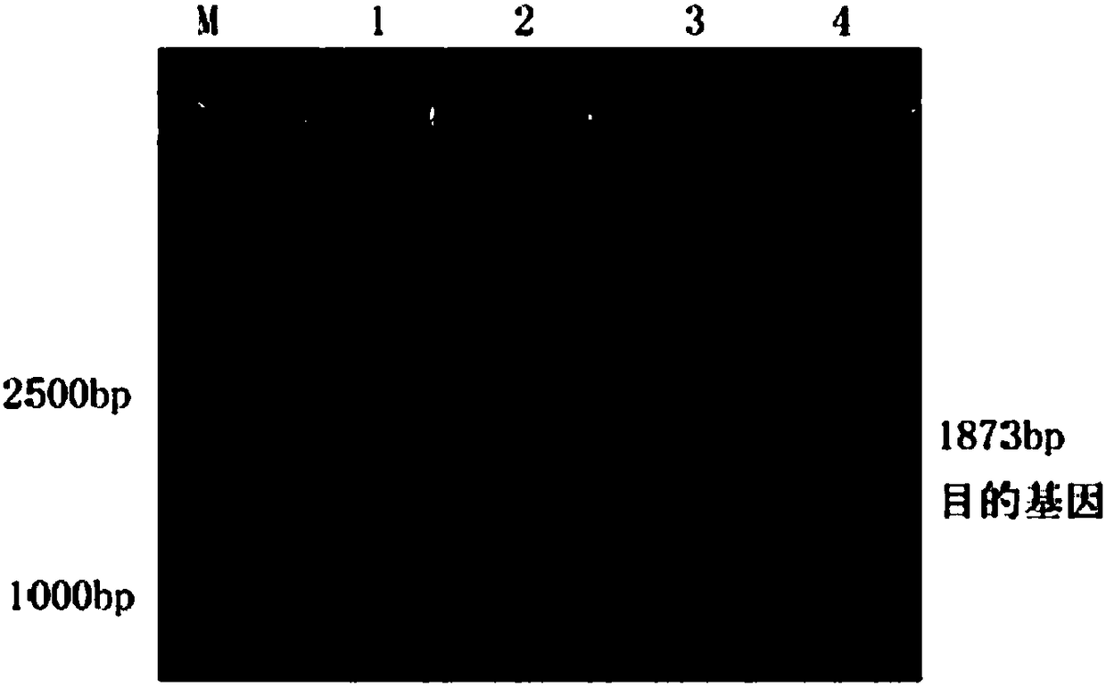 PFTM3GW recombinant vector as well as preparation method and application thereof