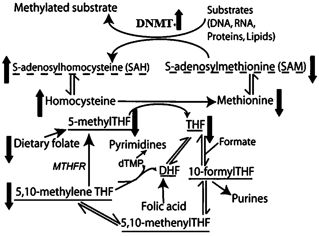 Application of miRNA markers in the preparation of cervical intraepithelial neoplasia reagents for screening folic acid deficiency groups