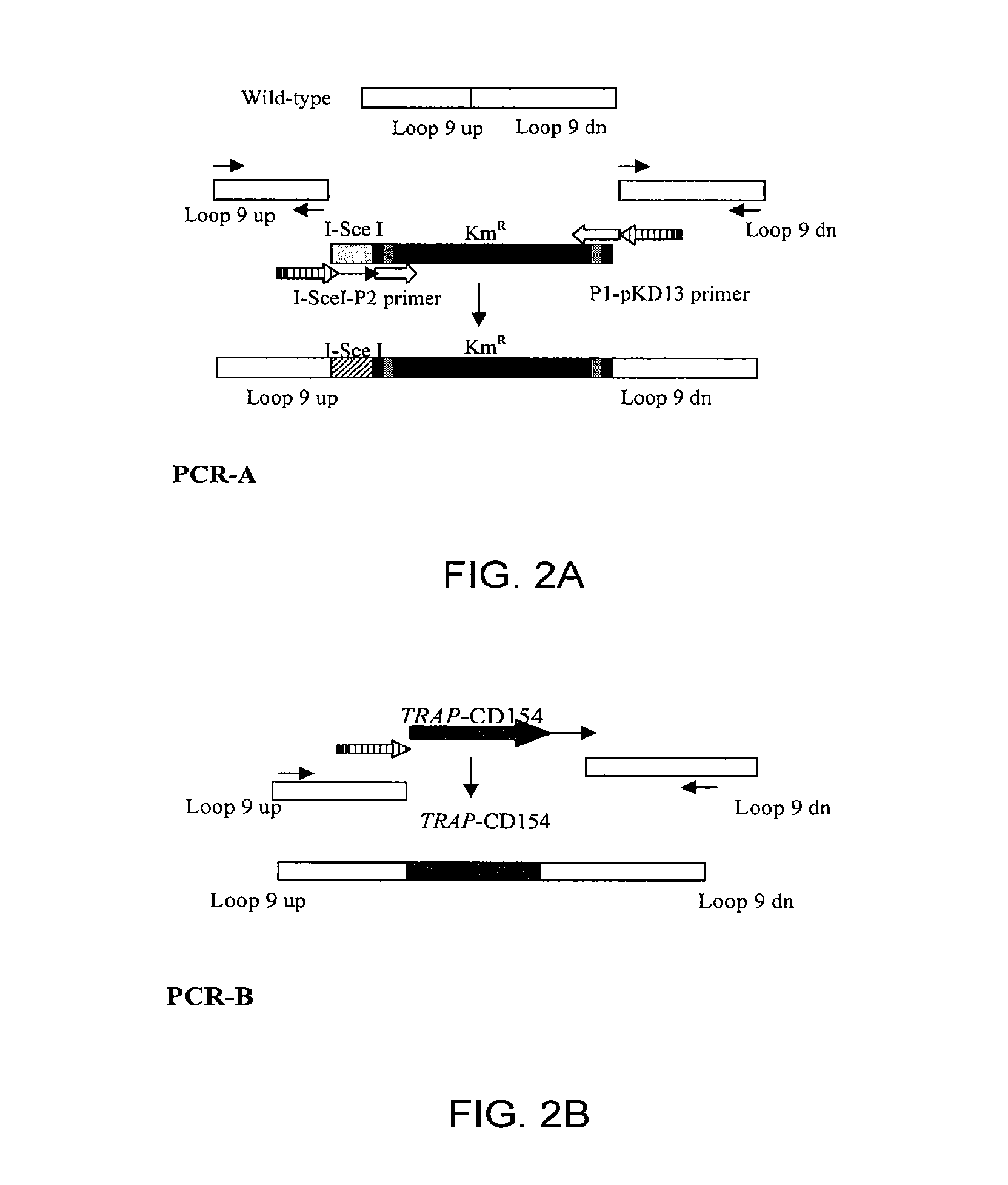 Compositions and methods of enhancing immune responses to <i>Eimeria</i>