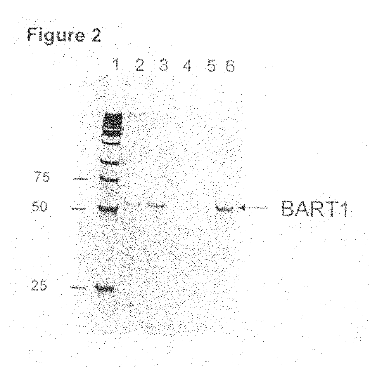 Methods of using miRNA for detection of in vivo cell death