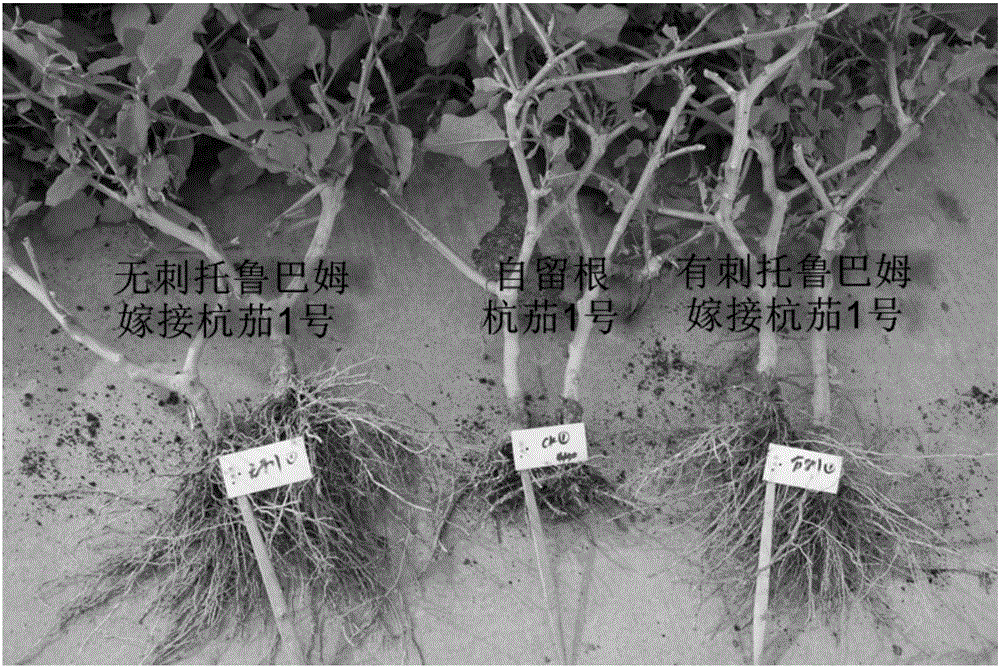 High-efficiency cultivation method of grafted Hangzhou eggplant in mountainous region