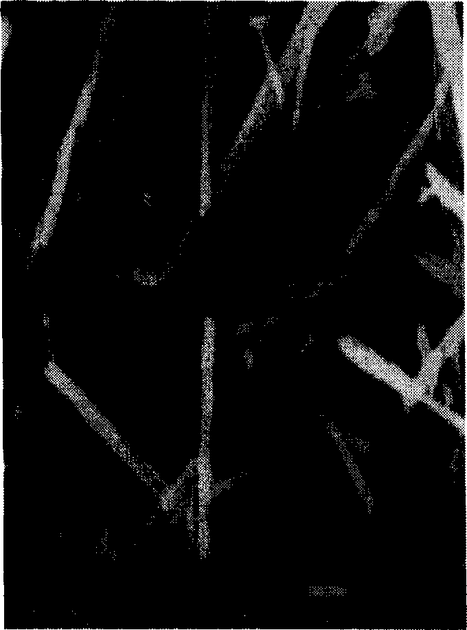 Liquid phase chemical reaction method for preparing basic magnesium chloride