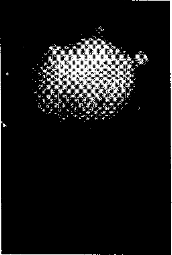 Liquid phase chemical reaction method for preparing basic magnesium chloride