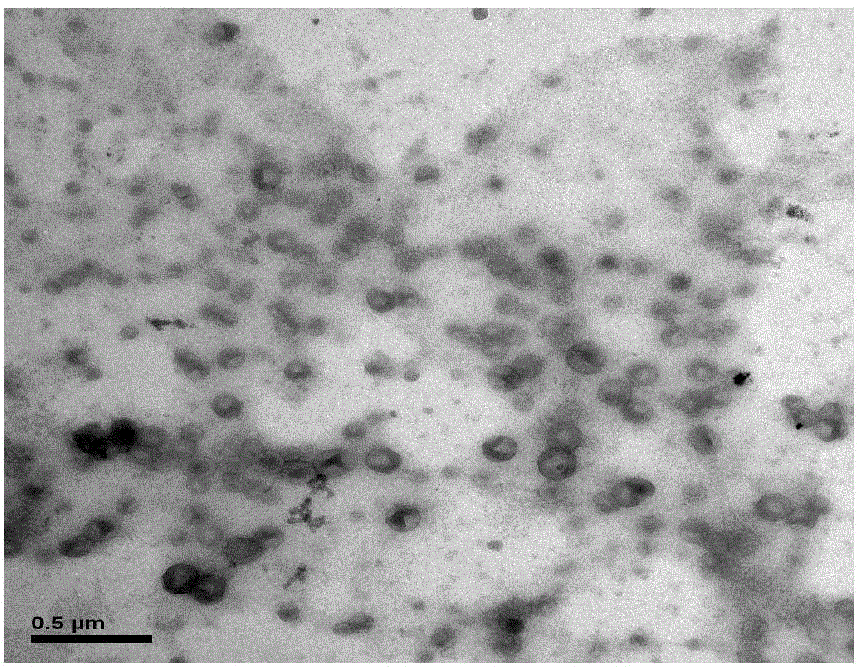 Nano-polymer capsules embedded with oxygen-sensitive fluorescent indicator as well as preparation and application thereof