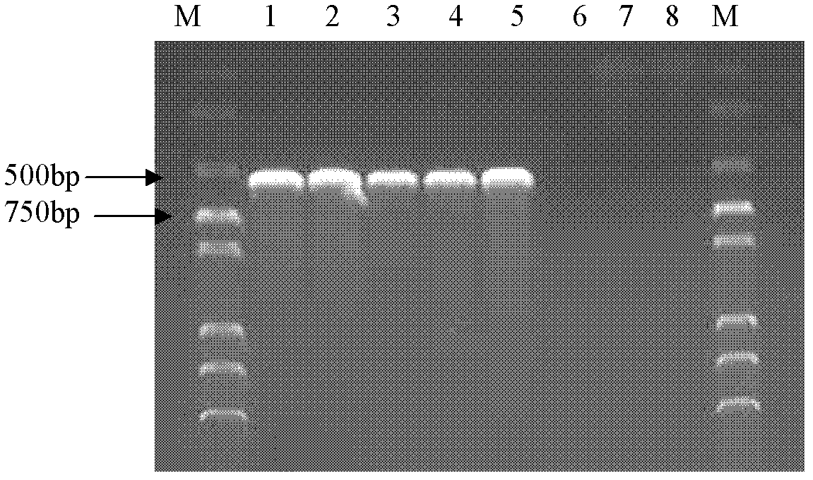 PCR(Polymerase Chain Reaction) primers and method for identifying mycobacterium bovis