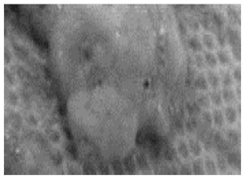 A temperature-resistant and salt-resistant jelly foam containing phosphonic acid structure and its preparation method and application