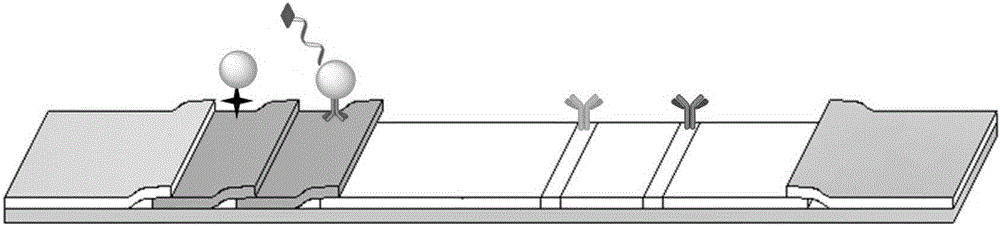 Immunochromatographic assay test paper strip for quantitatively detecting carcino-embryonic antigen (CEA) and preparation method thereof