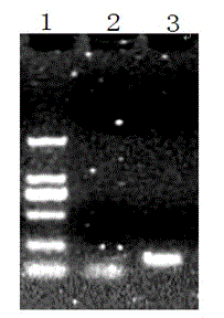 Recombinant phage peculiar smell removal vaccine for boars