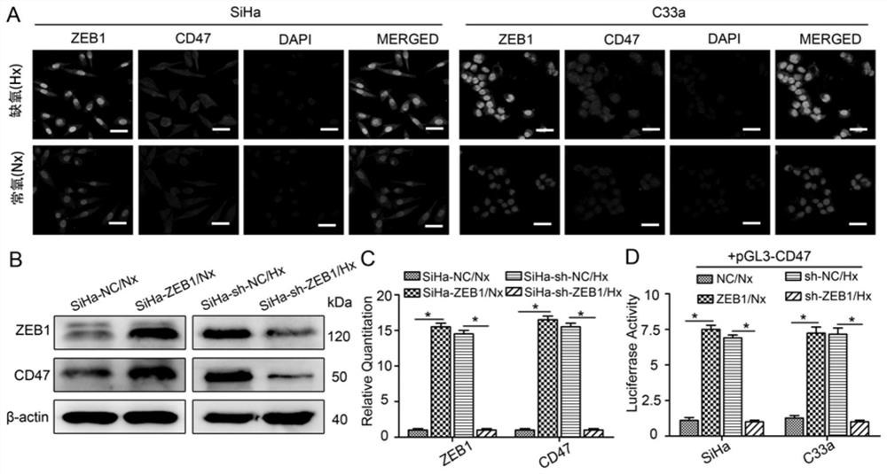 Marker for evaluating tumor tissue CD47 expression level in real time, and application of marker