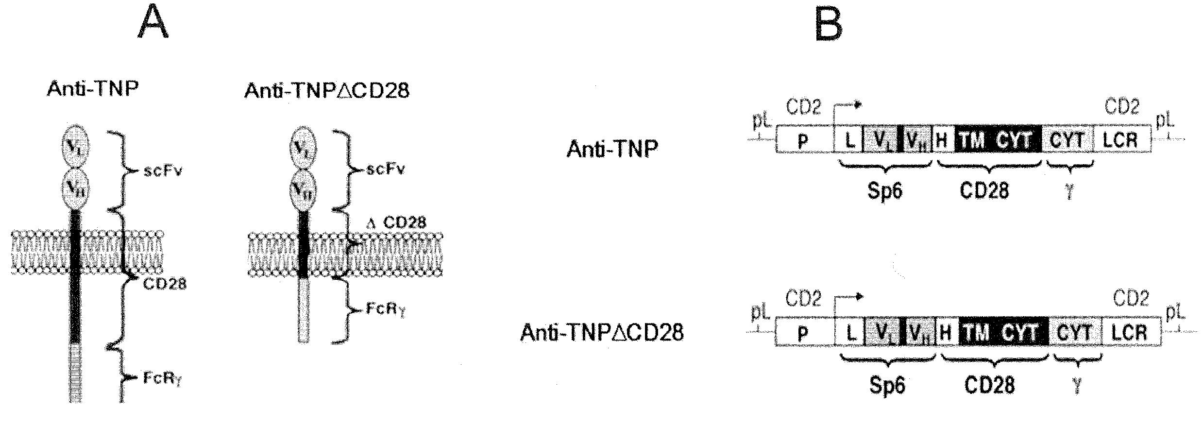 Redirected, genetically-engineered t regulatory cells and their use in suppression of autoimmune and inflammatory disease