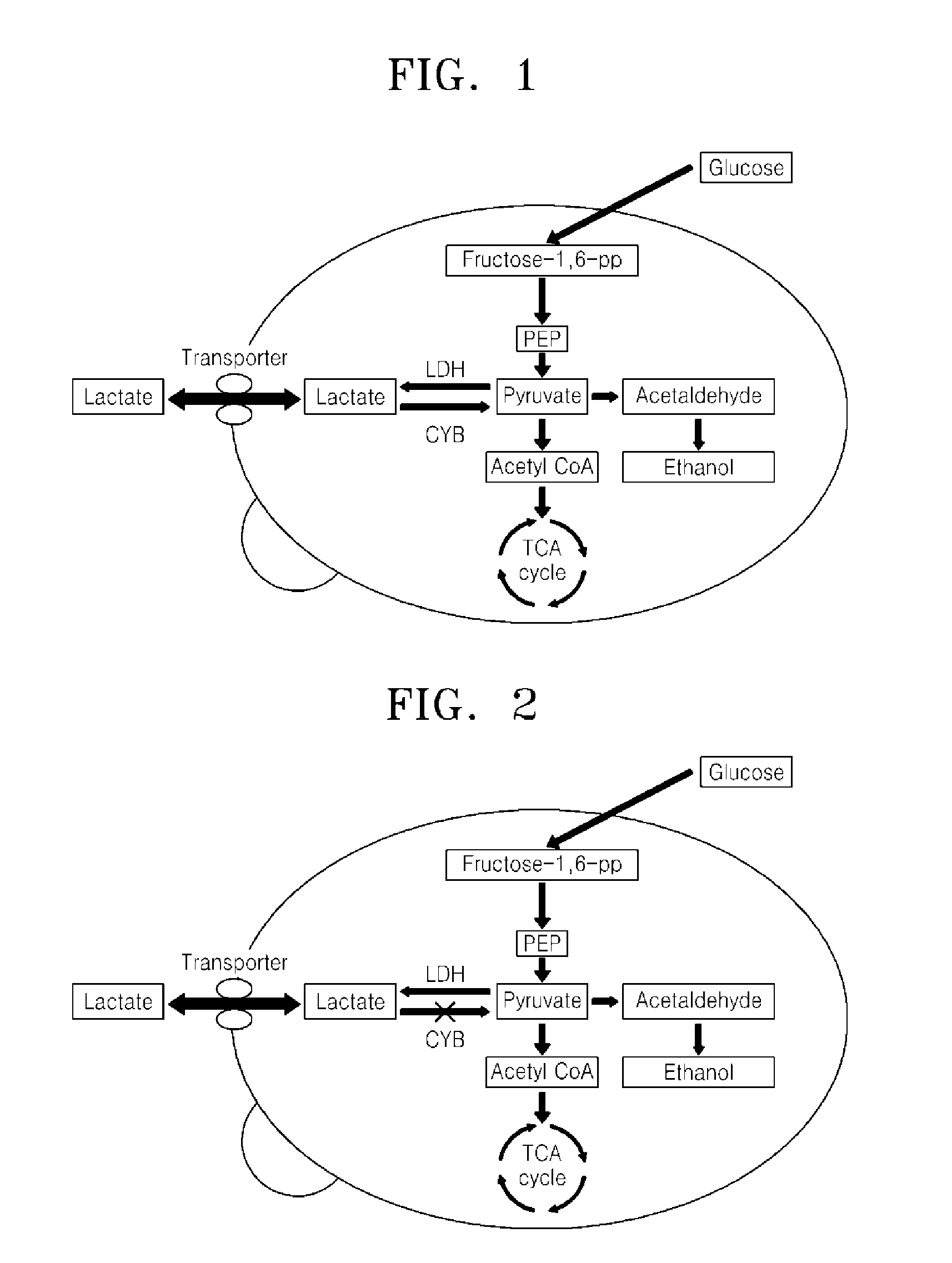 Microorganism over-expressing lactic acid transporter gene and having inhibitory pathway of lactic acid degradation, and method of producing lactic acid using the microorganism