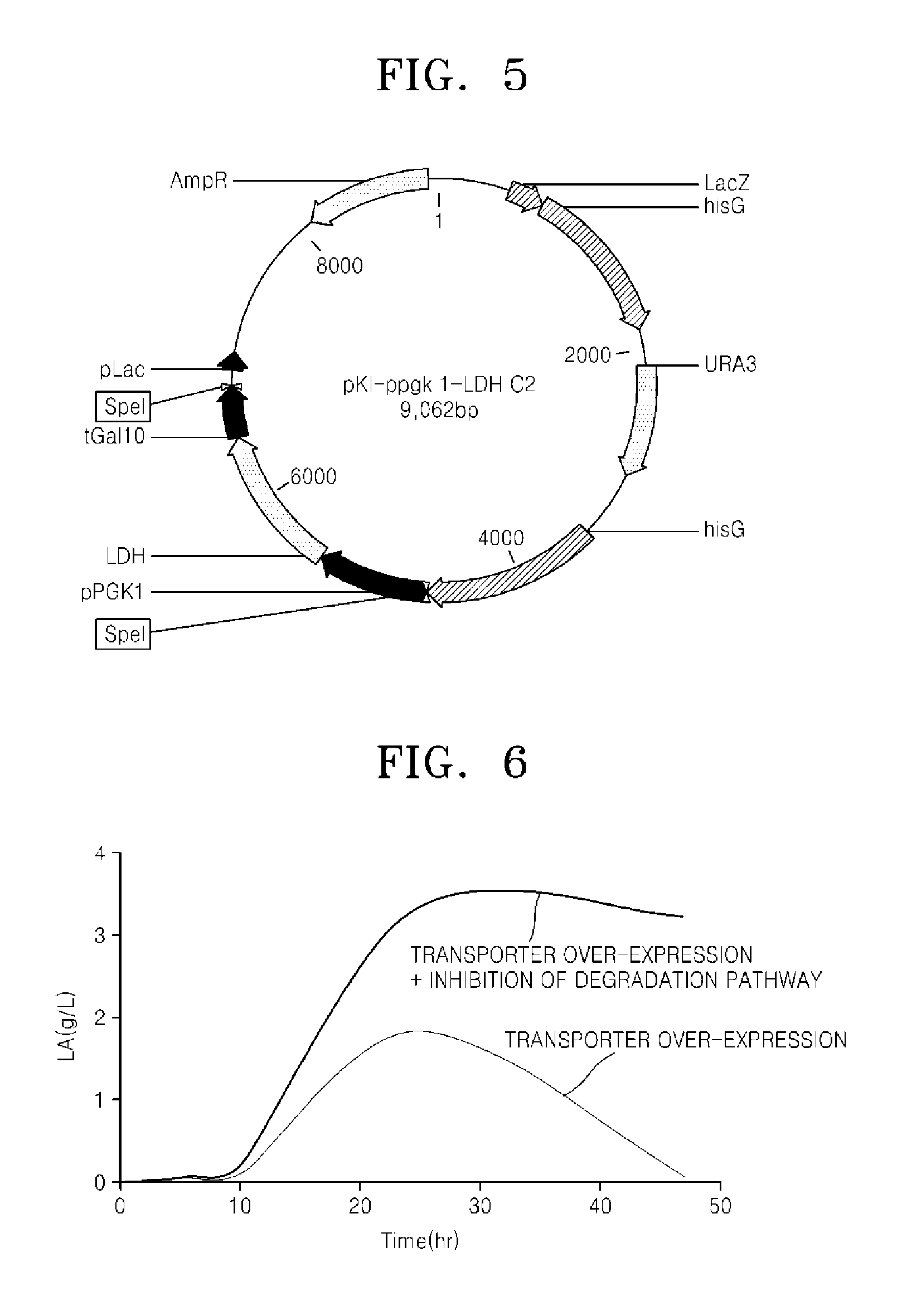 Microorganism over-expressing lactic acid transporter gene and having inhibitory pathway of lactic acid degradation, and method of producing lactic acid using the microorganism