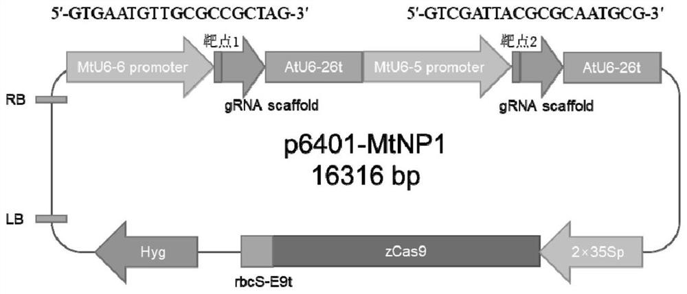 Method for cultivating male sterile line and corresponding maintainer line of alfalfa and related biological material