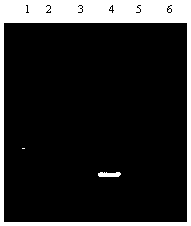 A kind of detection method of sweet potato black spot fungus