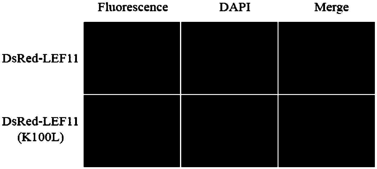 Protein fluorescence localization detecting system and method for fast detecting protein interaction and application thereof