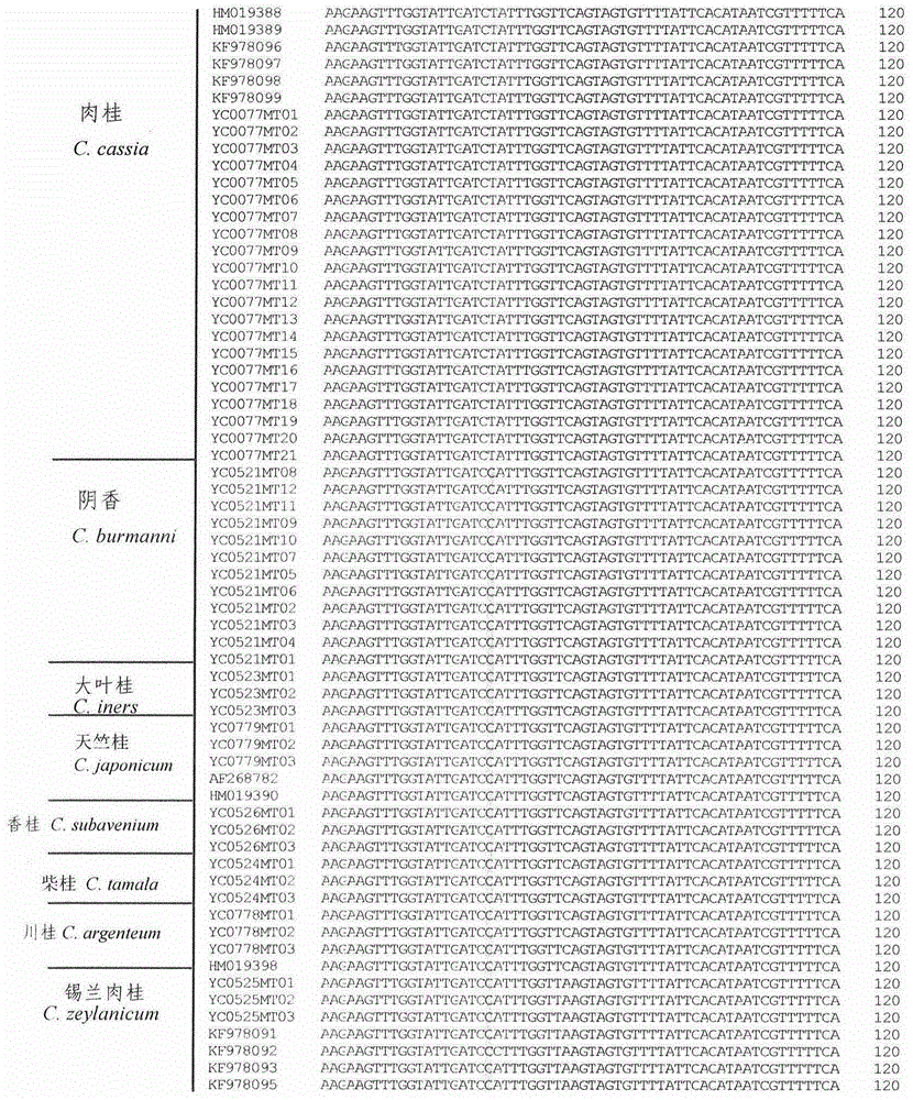 Rapid molecular identification method for cinnamon