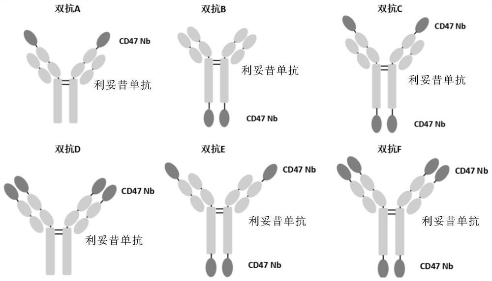 Anti-cd47/cd20 bispecific antibody and use thereof