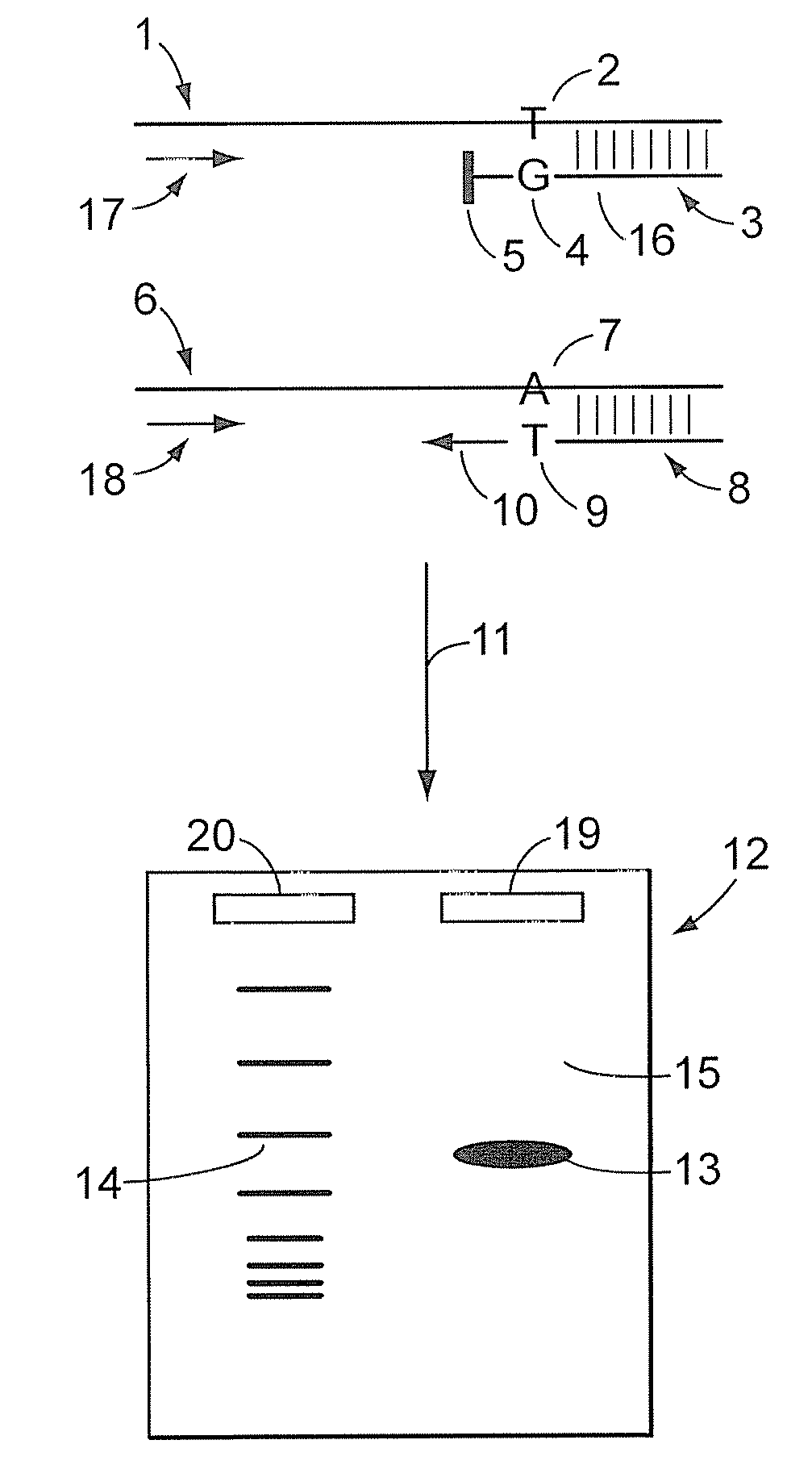 Isothermal SNP Detection Method