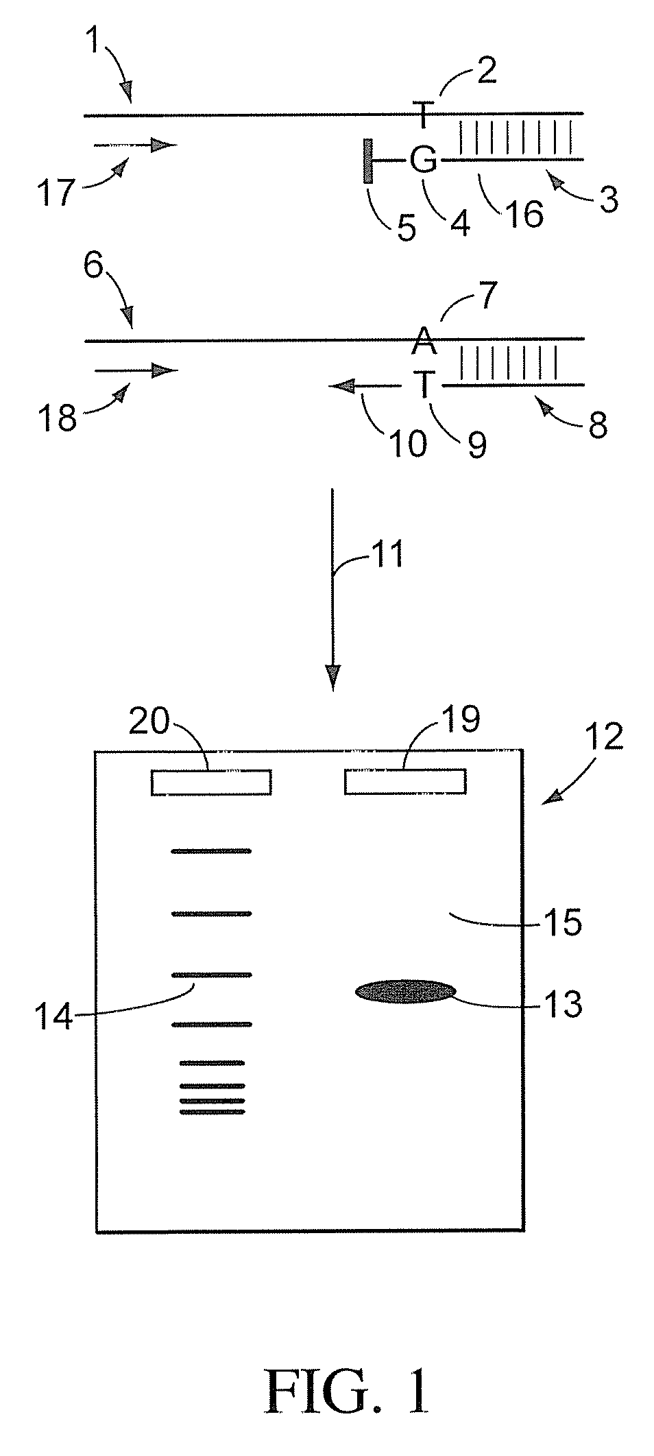 Isothermal SNP Detection Method