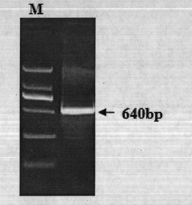 Porcine adipose tissue-specific chimeric promoters