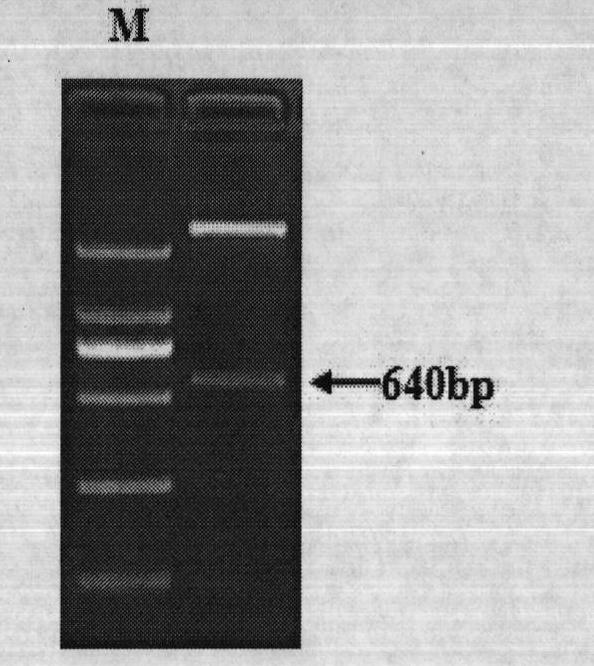 Porcine adipose tissue-specific chimeric promoters