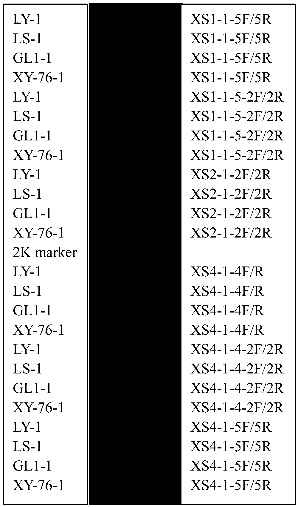 Specific SSR primers for malus sieversii and cultivated apple and applications of specific SSR primers