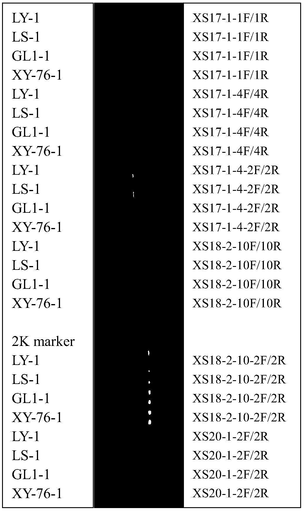 Specific SSR primers for malus sieversii and cultivated apple and applications of specific SSR primers