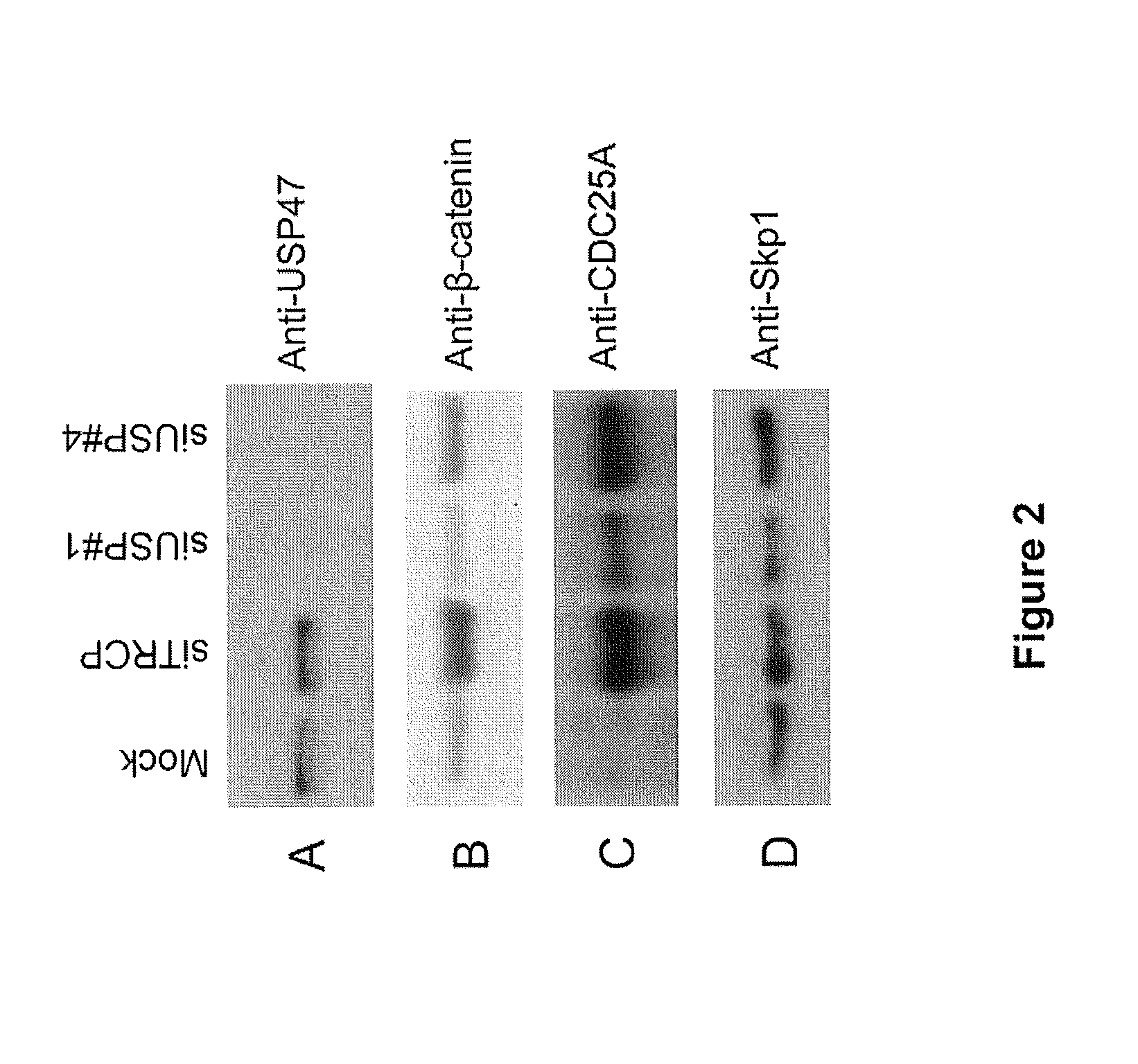 USP47 Inhibtors and Methods to Induce Apoptosis