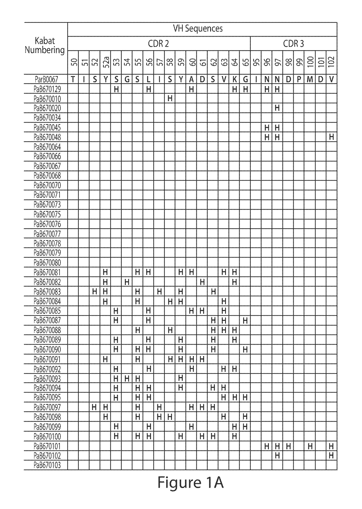 Anti-par2 antibodies and uses thereof