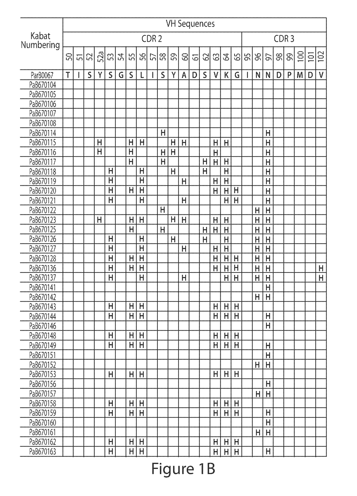 Anti-par2 antibodies and uses thereof