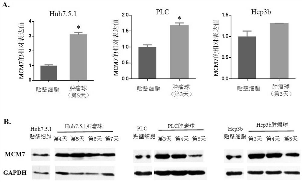 Use of reagent in preparing medicine, interference fragment, method for inhibiting self-renewal of liver cancer tumor stem cells and medicine for treating liver cancer