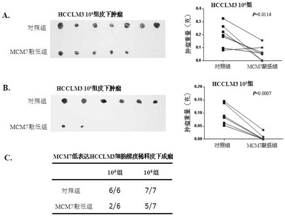 Use of reagent in preparing medicine, interference fragment, method for inhibiting self-renewal of liver cancer tumor stem cells and medicine for treating liver cancer