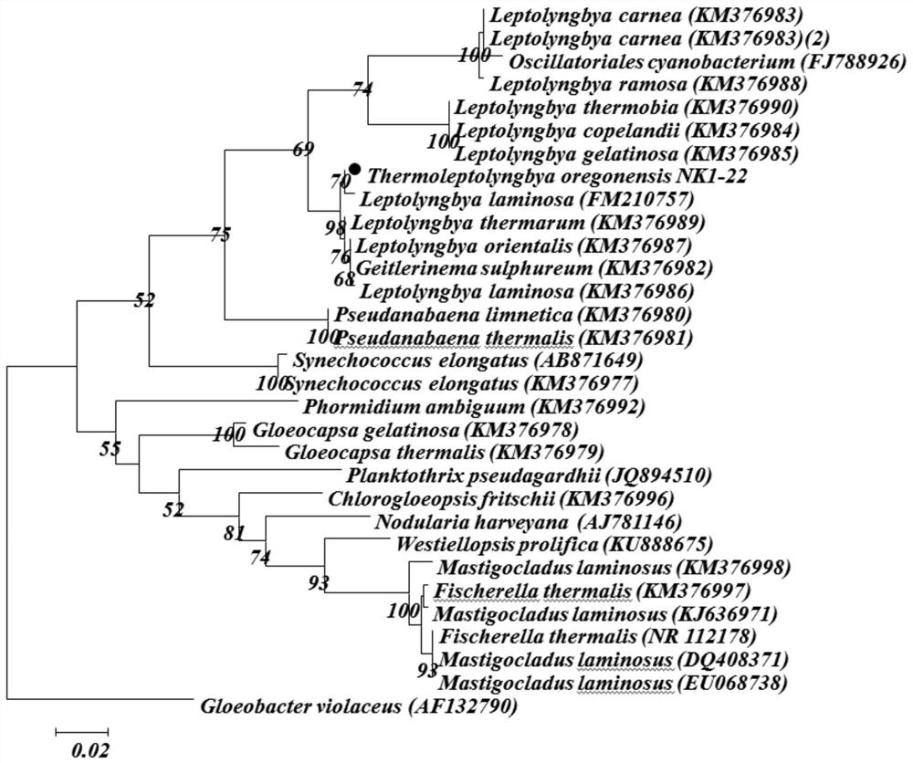 High-temperature-resistant high-carbohydrate-yield thermal-spring cyanobacteria and application thereof