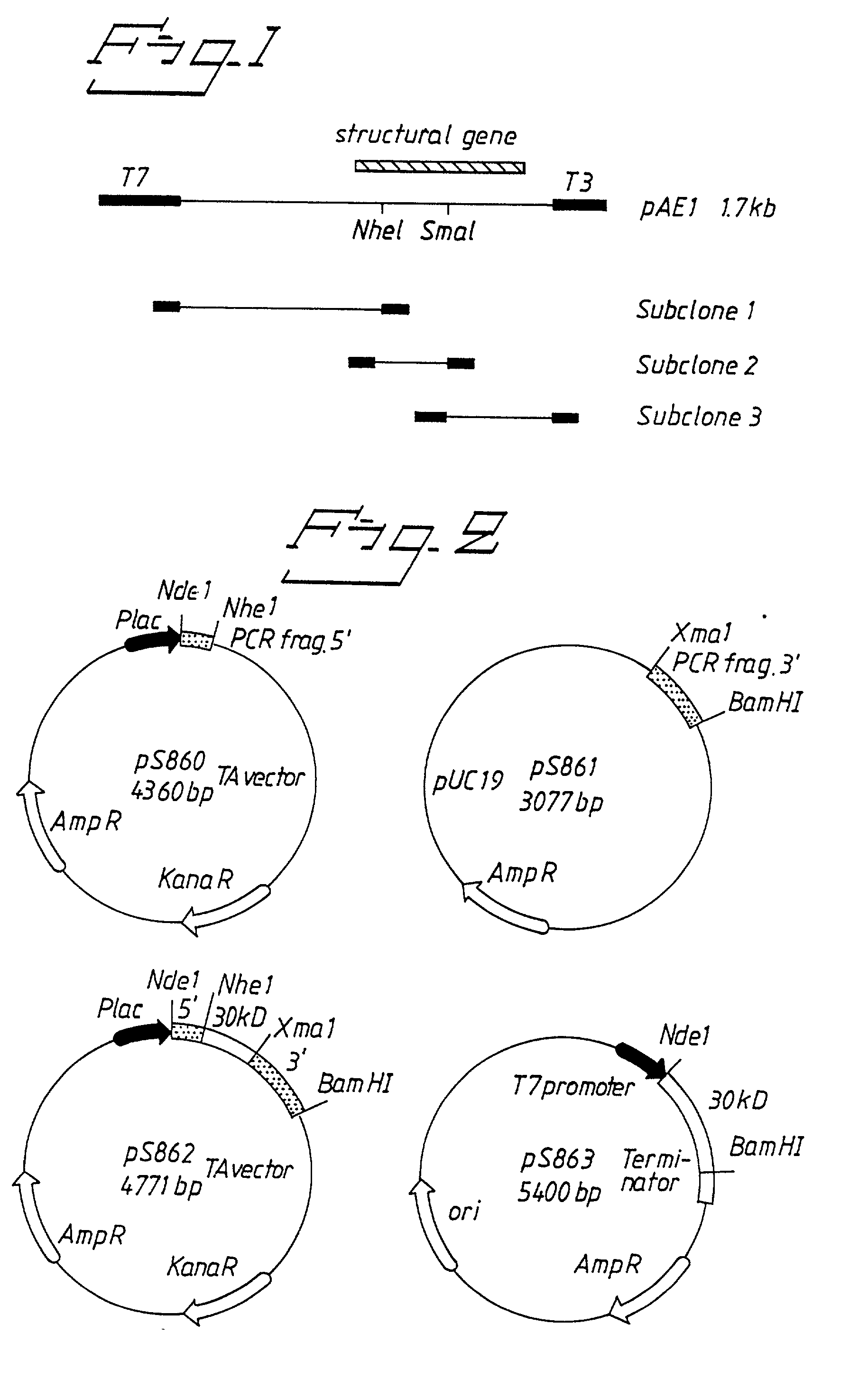 Bacterial antigens and vaccine compositions