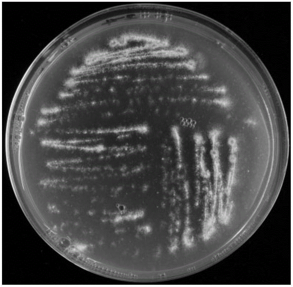 Method for separating ceratocystis spp from soil