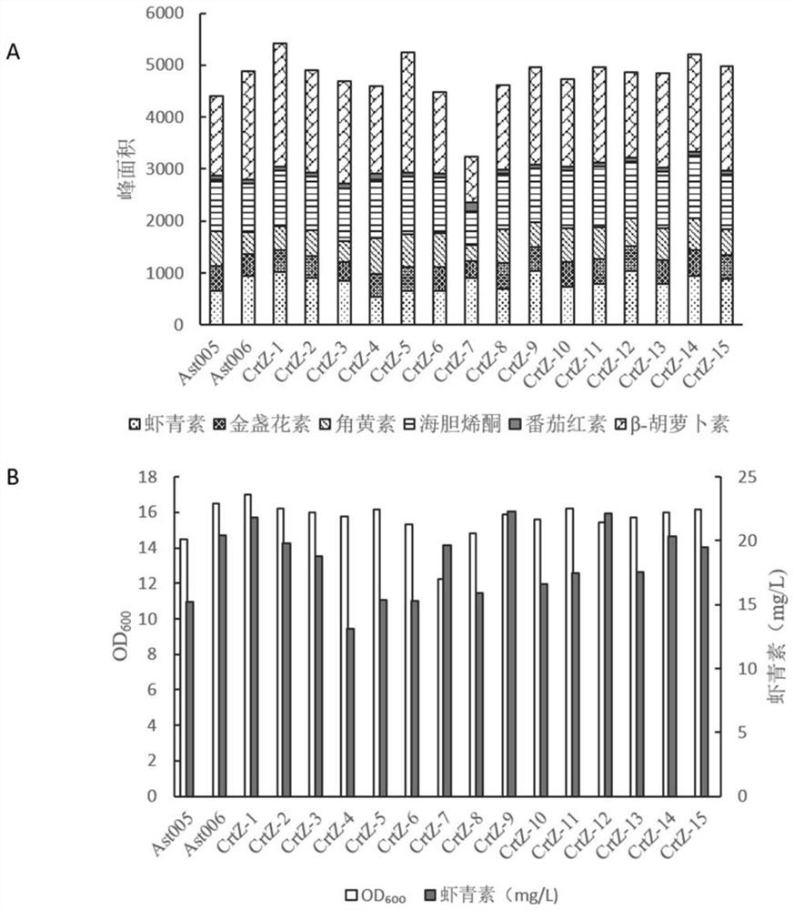 Construction and Application of Astaxanthin Synthetic Strain