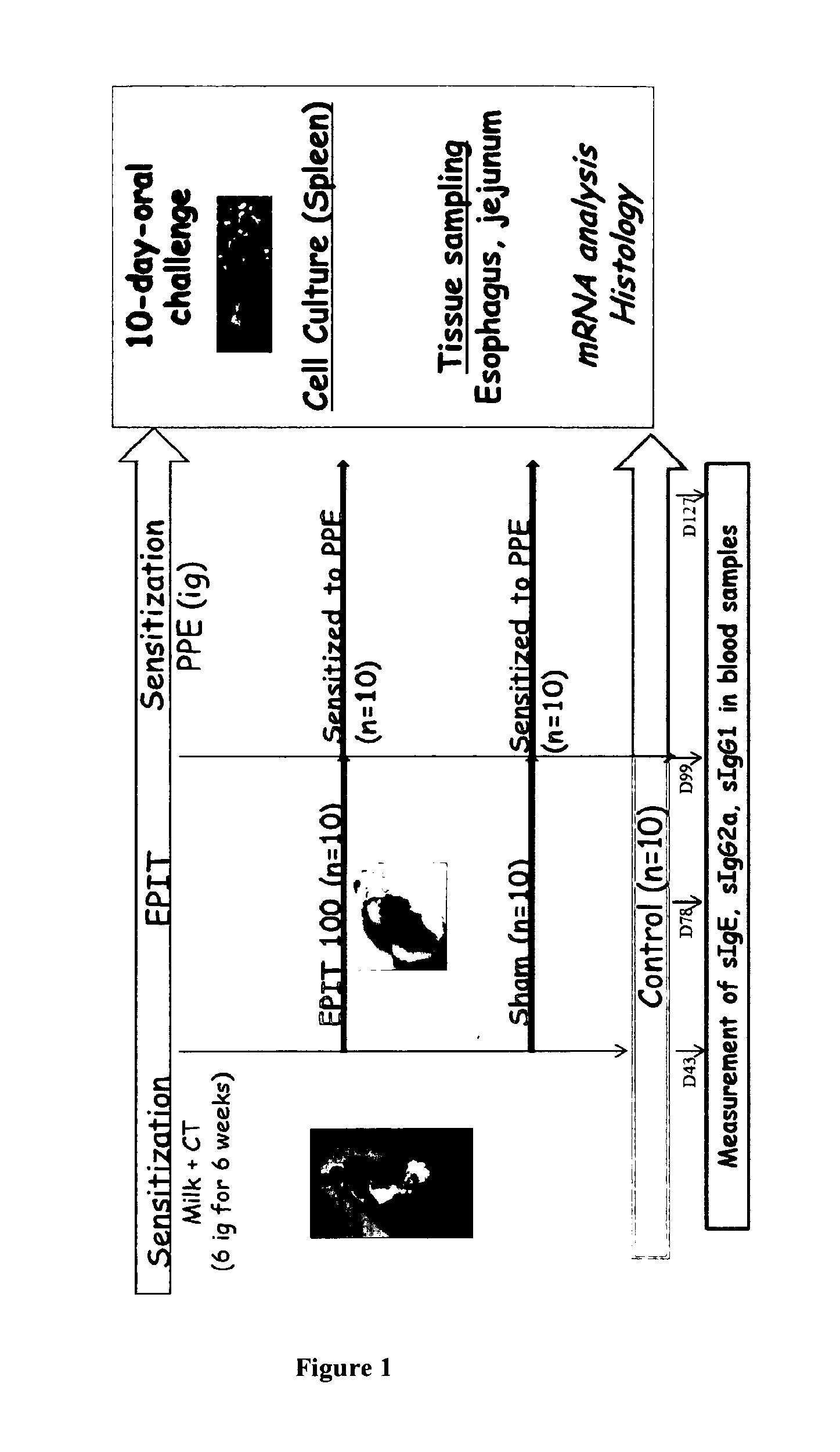 Method of preventing allergies