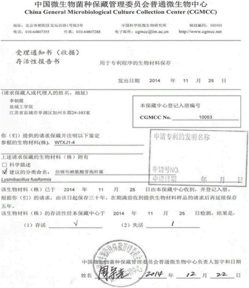 Efficient chlorobenzene degradation obligate bacterium, composite microbial agent and preparation method and application of composite microbial agent