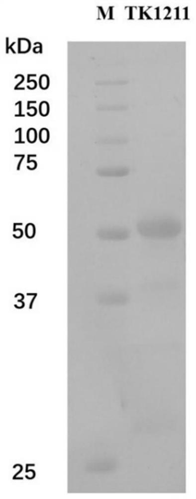 A kind of amino acid racemase and its application