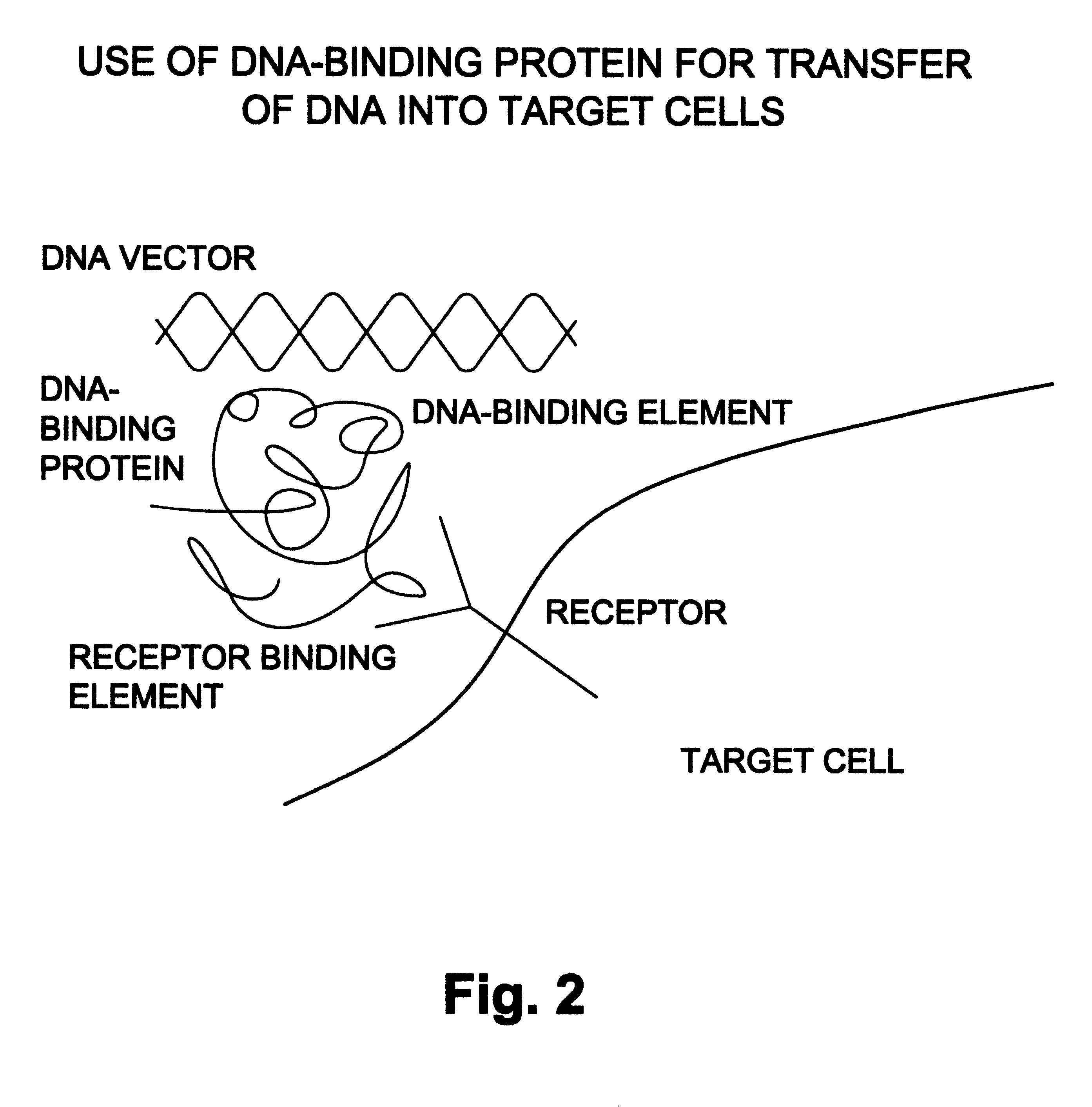 Natural or recombinant DNA binding proteins as carriers for gene transfer or gene therapy