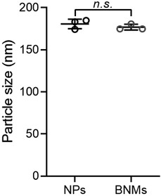 Bacteria-like nano-drug delivery system as well as preparation method and application thereof