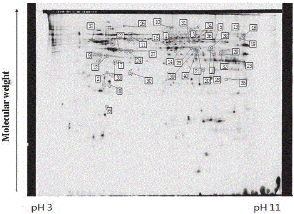 Paralytic shellfish toxin cell detection method based on alpha-enolase